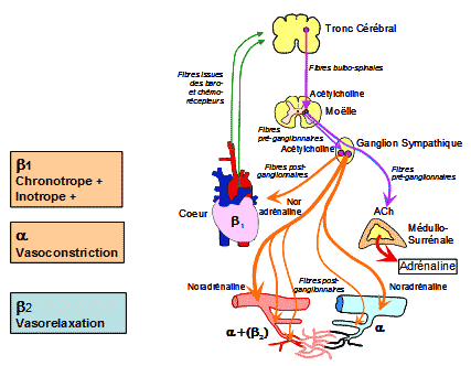 PHYSIOLOGIE CARDIO VASCULAIRE PDF PHYSIOLOGIE CARDIO VASCULAIRE PDF